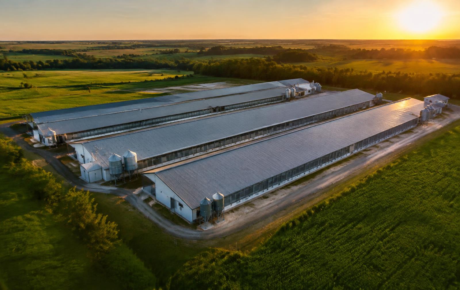 Aerial view of modern poultry houses